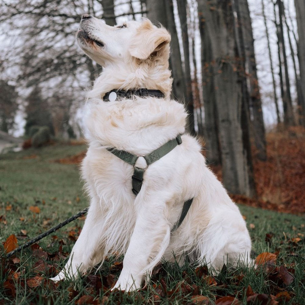Lippa Hundhalsband med AirTag 1. & 2. Gen. Fodral - Medium - Svart